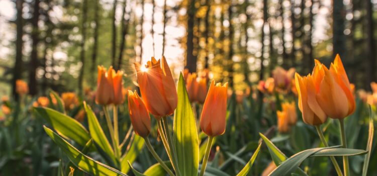 Reiciendis aut in qui sequi eveniet